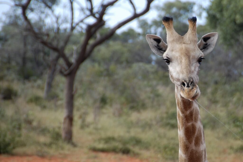 A giraffe stands looking straight forward.
