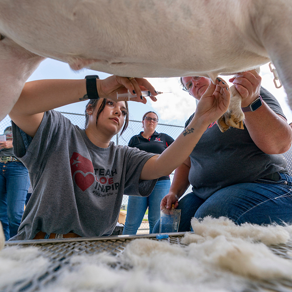 a student shears a goat under faculty supervision